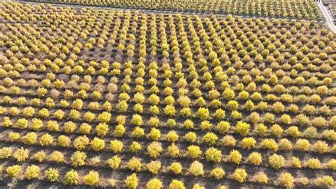 a pomegranate orchard with thousands of pomegranate trees planted ...