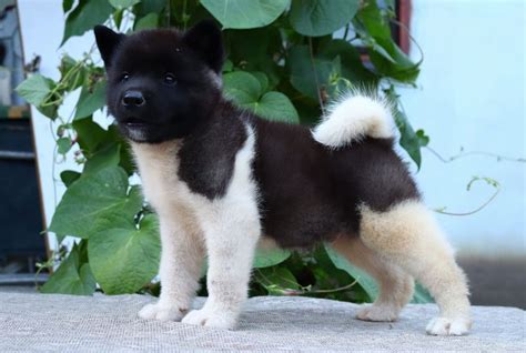 Akita Price Range How Much Are Akita Puppies