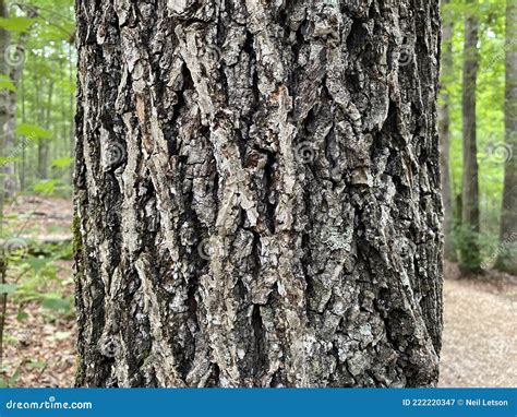 Tree Identification. Tree Bark. Mockernut Hickory. Carya Tomentosa ...