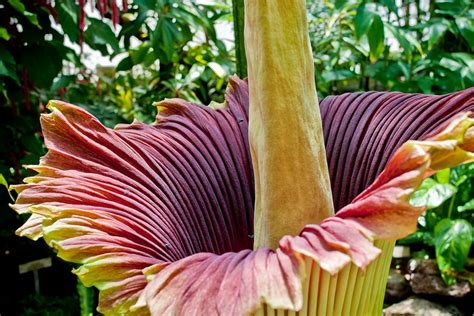 Rare, Stinky Flower Attracts 5,000 to Belgian Botanical Garden — Vagabondish