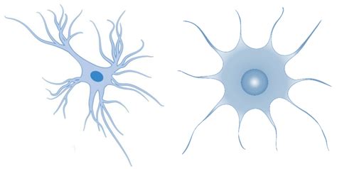 Protoplasmic Astrocytes