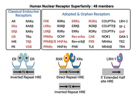 Human nuclear receptor superfamily. Human genome encodes 48 members of... | Download Scientific ...