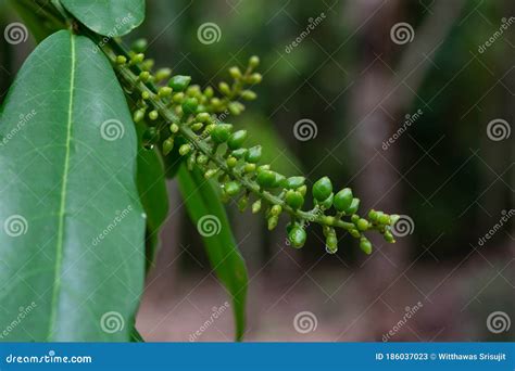 Antidesma Bunius is a Species of Fruit Tree in the Family Phyllanthaceae Stock Image - Image of ...