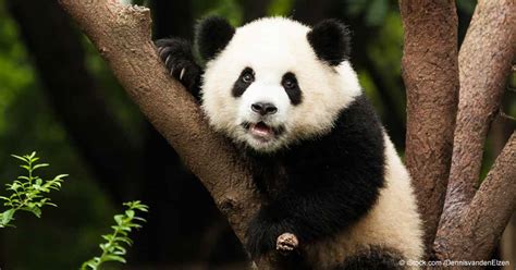 Giant Pandas on Choosing Their Own Mate