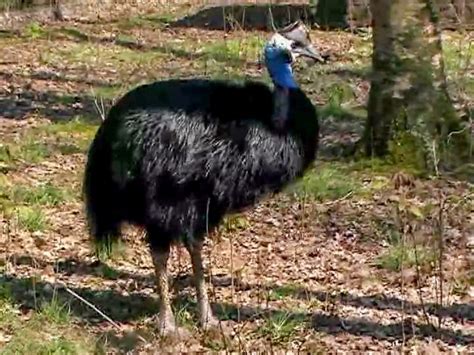 Dwarf Cassowary - eBird