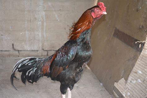 Asil Chicken or Aseel Murga: Pictures, Breeds, and Facts