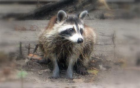 Raccoon Eyes Photograph by Mily Iriarte