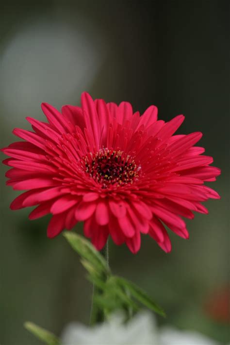 Pink Barberton daisy - PixaHive