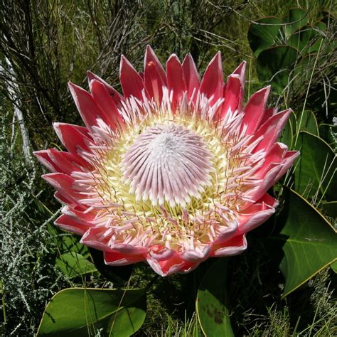 Protea cynaroides - Autumn Flowering seeds - Buy online