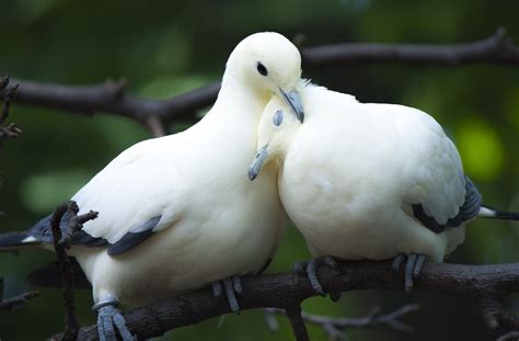 Cockatoo And Cockatiel