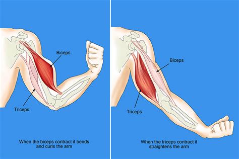 Biceps Vs Triceps - Everything You Need To Know - FitLifeFanatics