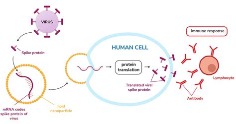 What is mRNA? The messenger molecule that's been in every living cell for billions of years is ...