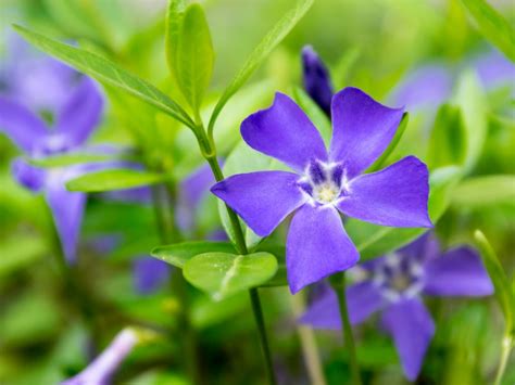 Common Periwinkle (Vinca minor) | Poison Control