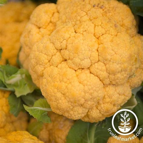 The 13 Best Cauliflower Varieties for the Home Garden | Gardener's Path