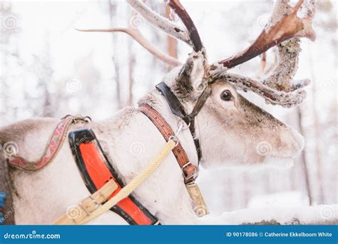 Reindeer Sleigh Ride in Lapland Stock Photo - Image of forests, explore: 90178086