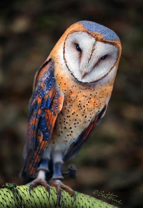 Heart-Shaped Face Barn Owl by BenHeine on DeviantArt