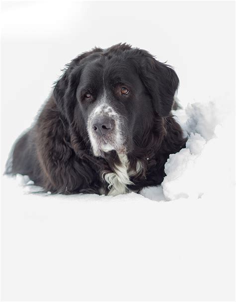 Newfoundland Dog in Snow Photograph by Christina Borders - Fine Art America