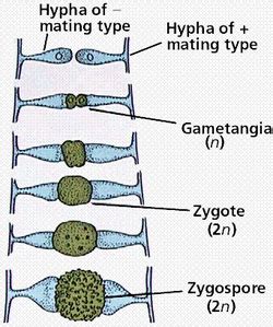 Reproduction - Rhizopus Stolonifer