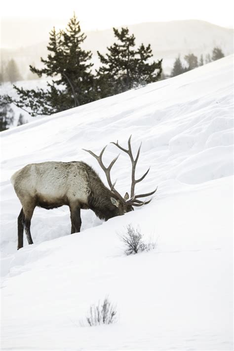 Montana Wildlife Photography