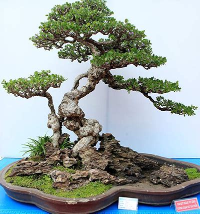 Những quy tắc trong nghệ thuật bonsai