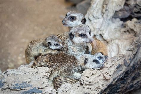 "Meerkat Family" by Stocksy Contributor "Ruth Black" - Stocksy