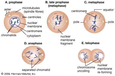 Centromere Prophase Mitosis