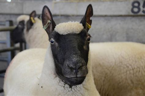 Premier Clun forest ram & ewe sale friday 12th september 2014 at ludlow ...