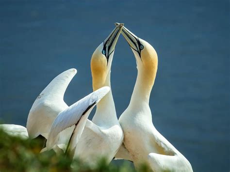 Gannet Bird Facts (Morus bassanus) | Birdfact