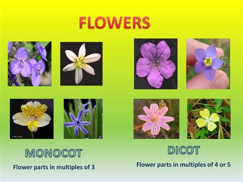 Angiosperm Monocot Examples