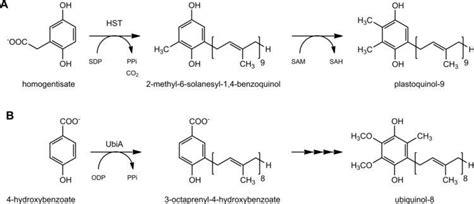 Plastoquinone - Alchetron, The Free Social Encyclopedia