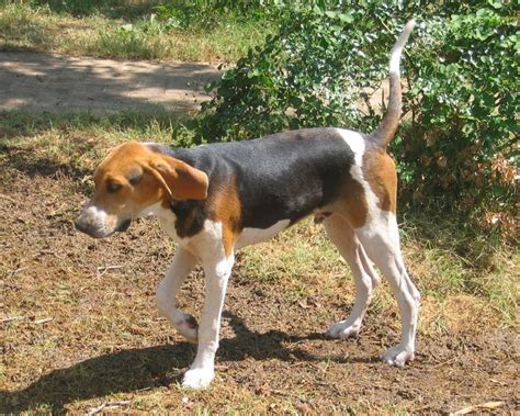 17 Best images about Treeing Walker Coonhound on Pinterest | Westminster, 1 year olds and Shelters