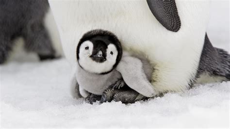 Penguin Baby Snow HD wallpaper | animals | Wallpaper Better