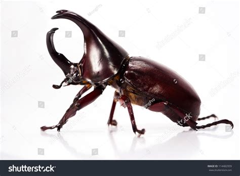 Thai Rhinoceros Beetle Wilderness White Isolated Natural Wildlife Preparation Hexapod Insects ...