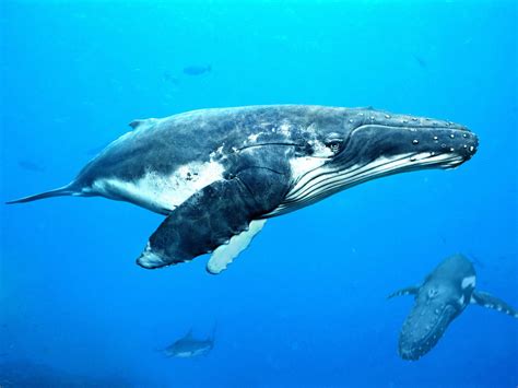 Humpback Whale by Kimsuyeong81 on DeviantArt