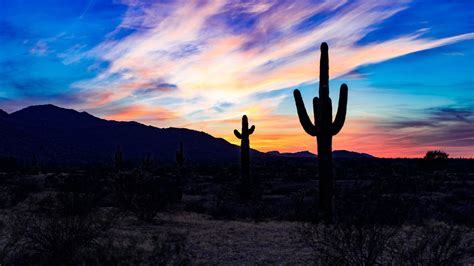 Wallpaper : cacti, cactus, sky, sunset, desert, clouds, blue 1920x1080 ...