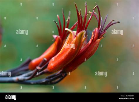 Phormium tenax flower Stock Photo - Alamy