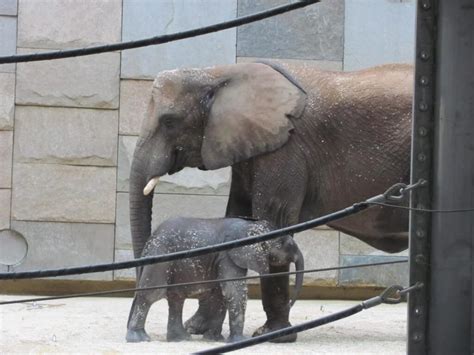 Schönbrunn ZOO - Vienna Guide