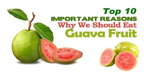 The Top 10 Health Benefits of Guava — thecoconet.tv - The world’s ...