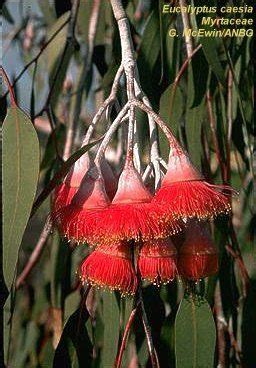 Garden amateur: Desert island plants