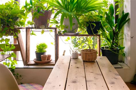 Growing an indoor garden: Tips to ‘Make a Plant Love You’ - WTOP News