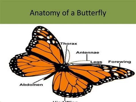 PPT - Order Lepidoptera PowerPoint Presentation, free download - ID:1554788