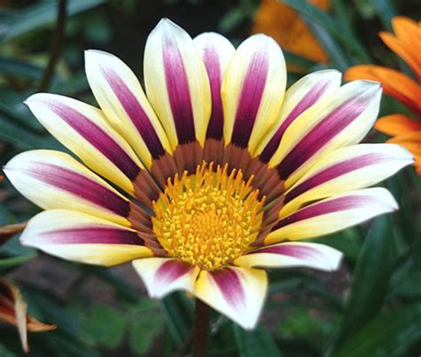 Gazania Garden Leader Rose Striped Gazania Rigens Seeds