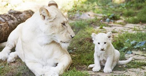 White Lion And White Tiger Had Cubs Together – They’re The Cutest