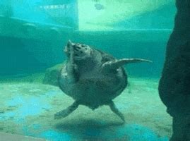 I Like Turtles GIFs - Find & Share on GIPHY