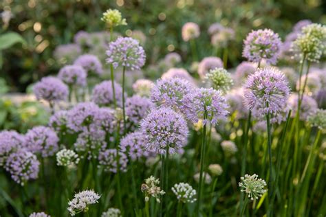 How to Grow & Care for Allium (Ornamental Onion) - Trendradars Latest