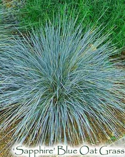 'Sapphire' Blue Oat Grass - Helictotrichon sempervirens | Singing Tree Gardens Nursery Blue Oat ...