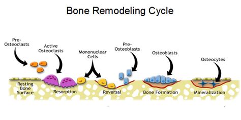 SKELETAL SYSTEM: Bone Remodelling Diagram | Quizlet