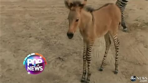 Zonkey, rare zebra-donkey mix, born at Mexico zoo - ABC7 San Francisco