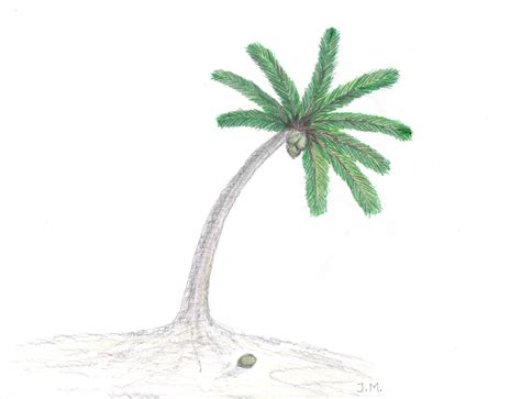 Coconut Tree Drawing at GetDrawings | Free download