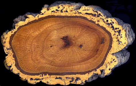 File:Cork oak trunk section.jpg - Wikipedia